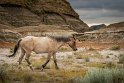 089 Theodore Roosevelt NP, wilde paarden